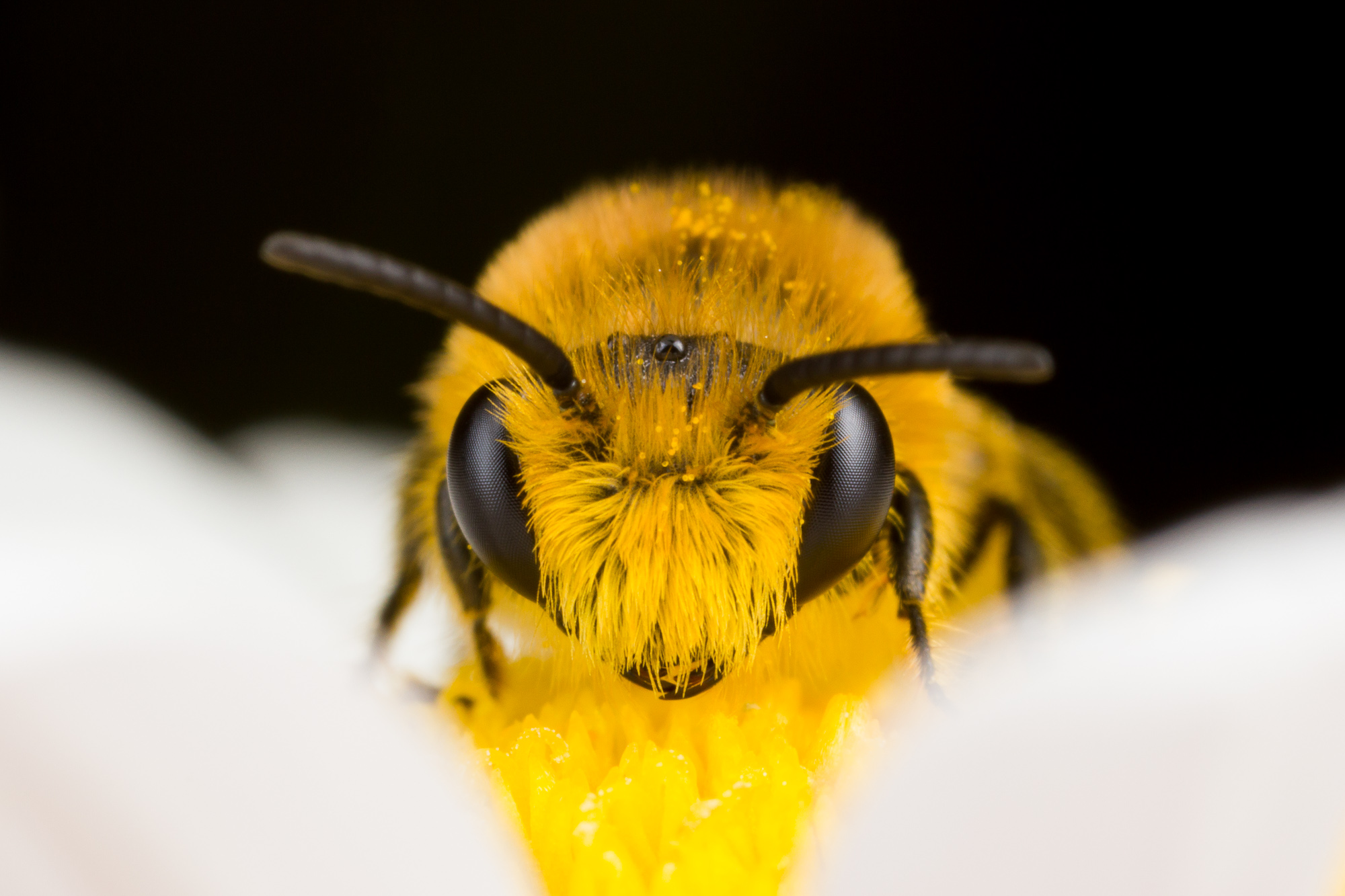 пчела фото