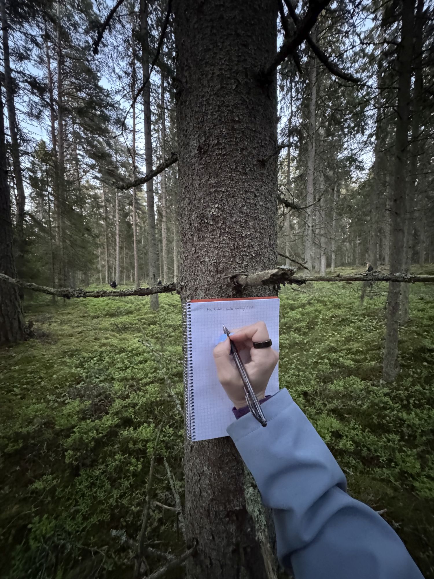 Mis juhtub siis, kui vaadata elu puulehe vaatevinklist? / erakogu