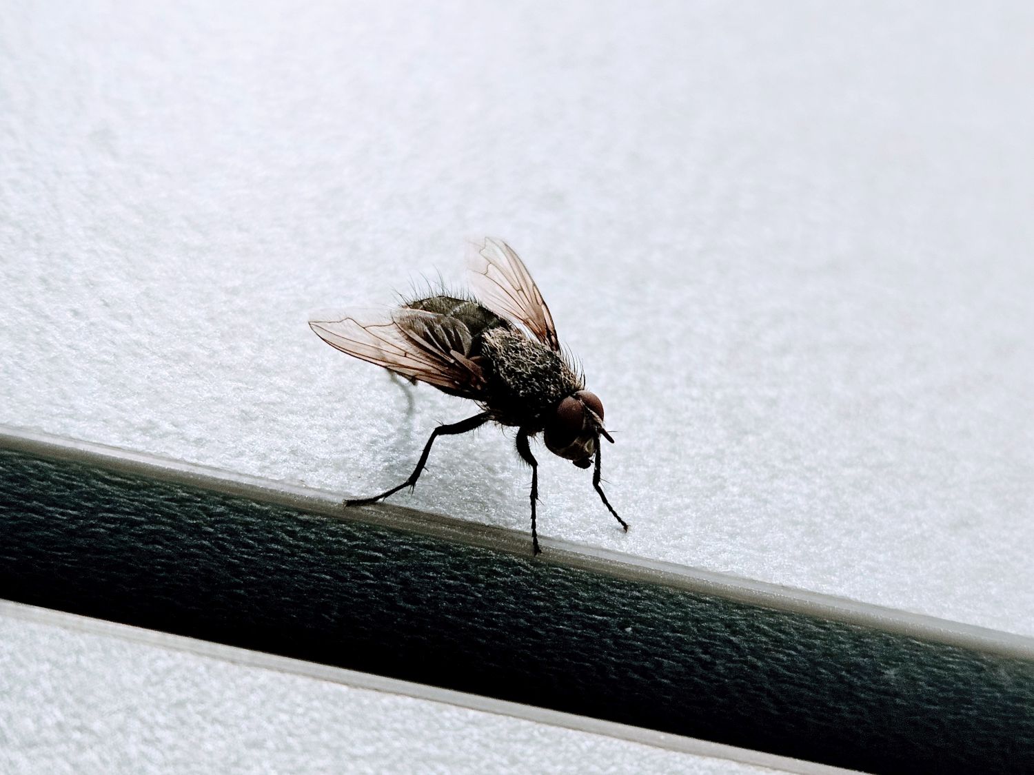 Klassiruumis 301 ärkas kevadine luulekärbes ning ajas õpilased luulehullusesse / Gert Lutter