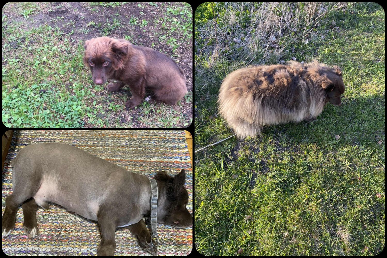 Raske igapäevane töö on veibikoer Bellalt röövinud jõu ja karvad. / erakogu